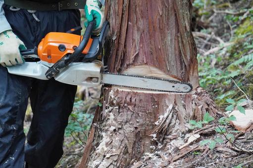 庭木伐採 庭木伐採